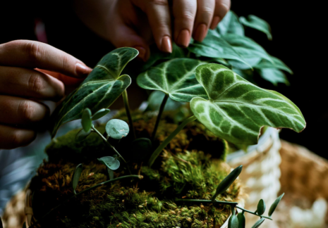 Article title loremipsum dolorsitamet nurcillis persequeller