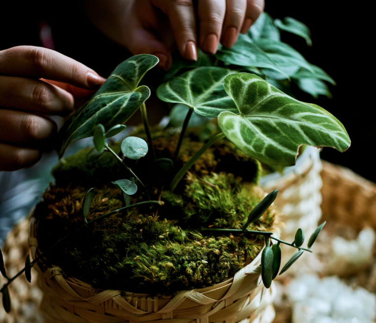 Article title loremipsum dolorsitamet nurcillis persequeller